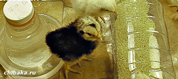Разведение цыплят в домашних условиях