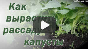 Выращивание-рассады-капусты