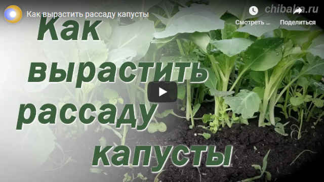 Видео Как вырастить рассаду капусты на продажу