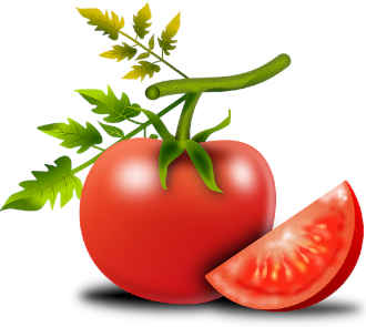 Бизнес на рассаде томатов